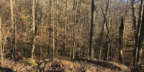 Lot 68 Yellowwood Drive