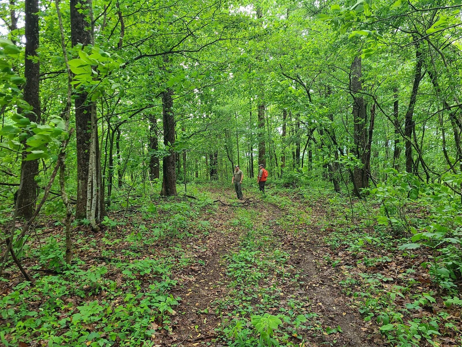 Image 3: Land for sale Casey County