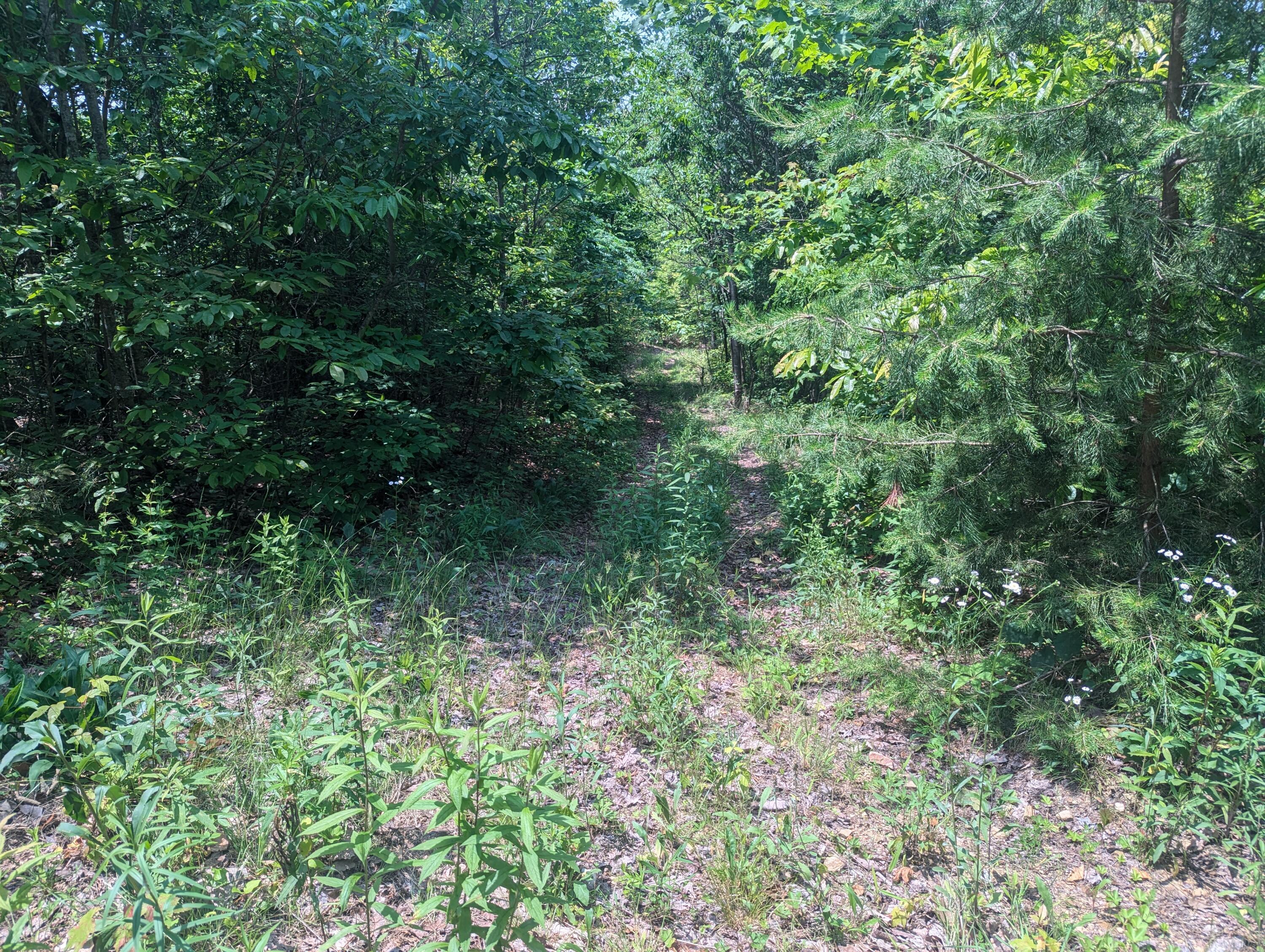 Image 4: 1000014805