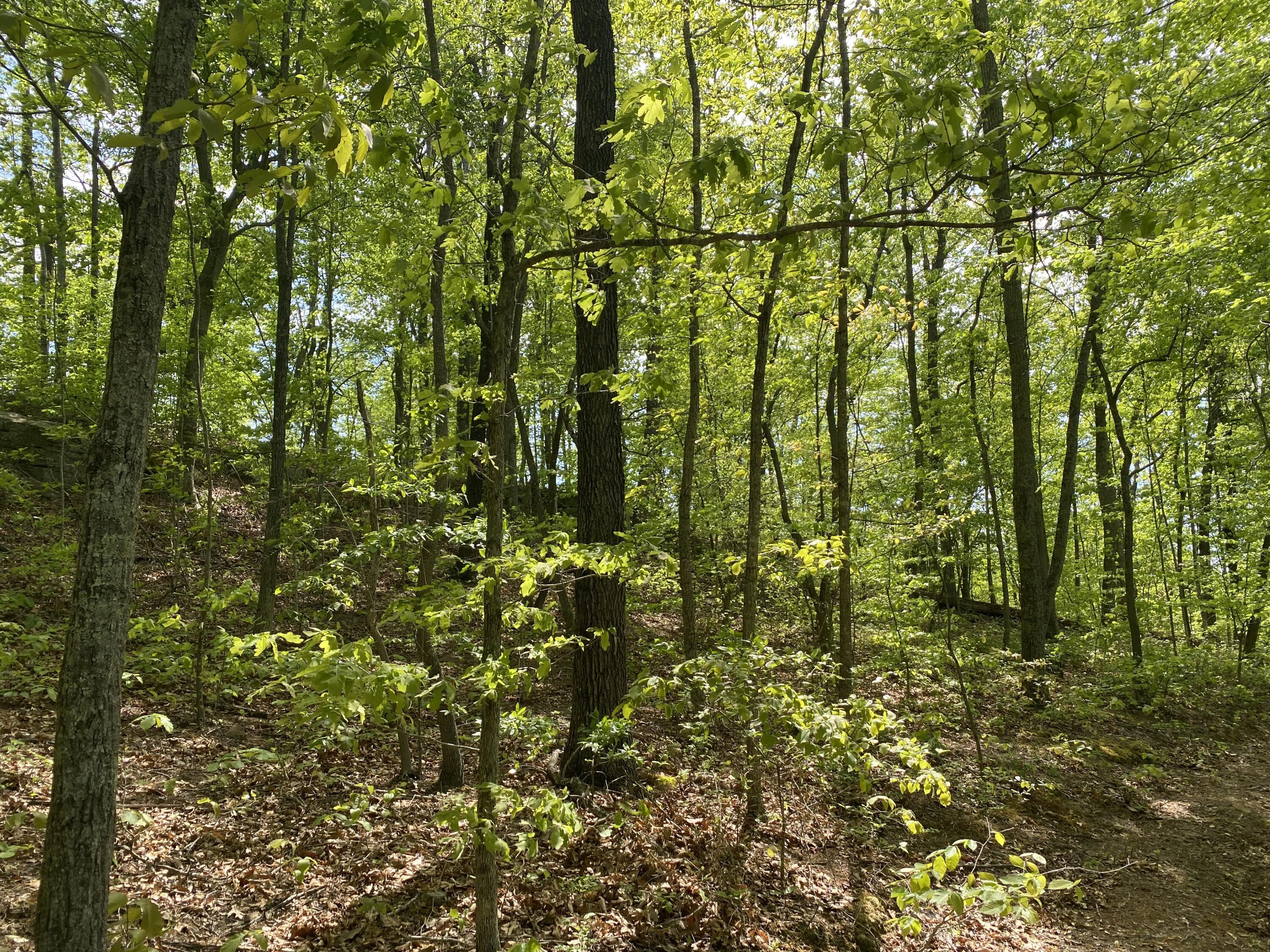 Image 3: 003 forested west facing slope near the