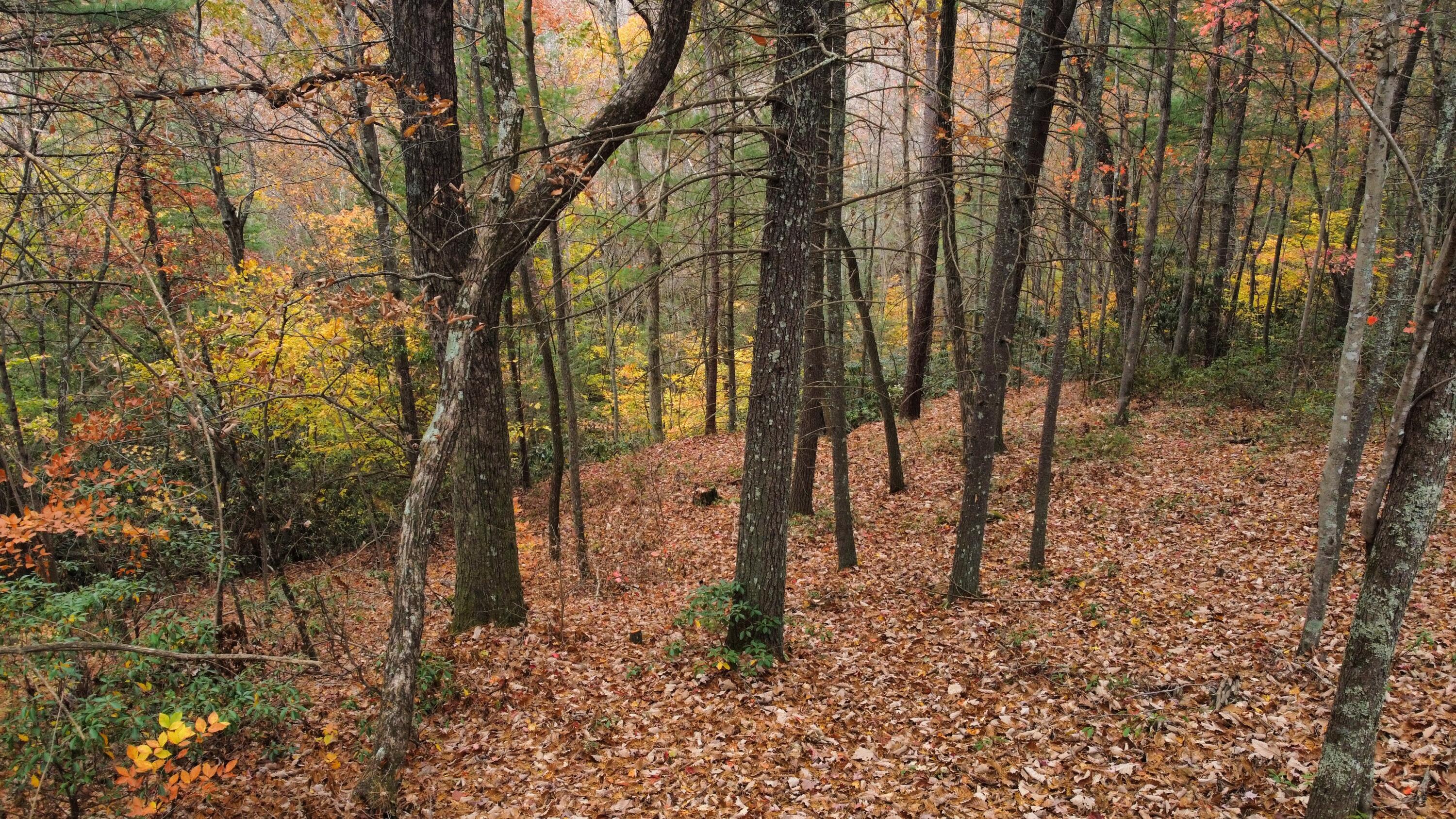 Image 4: dji_fly_20241031_131848_559_173039545325