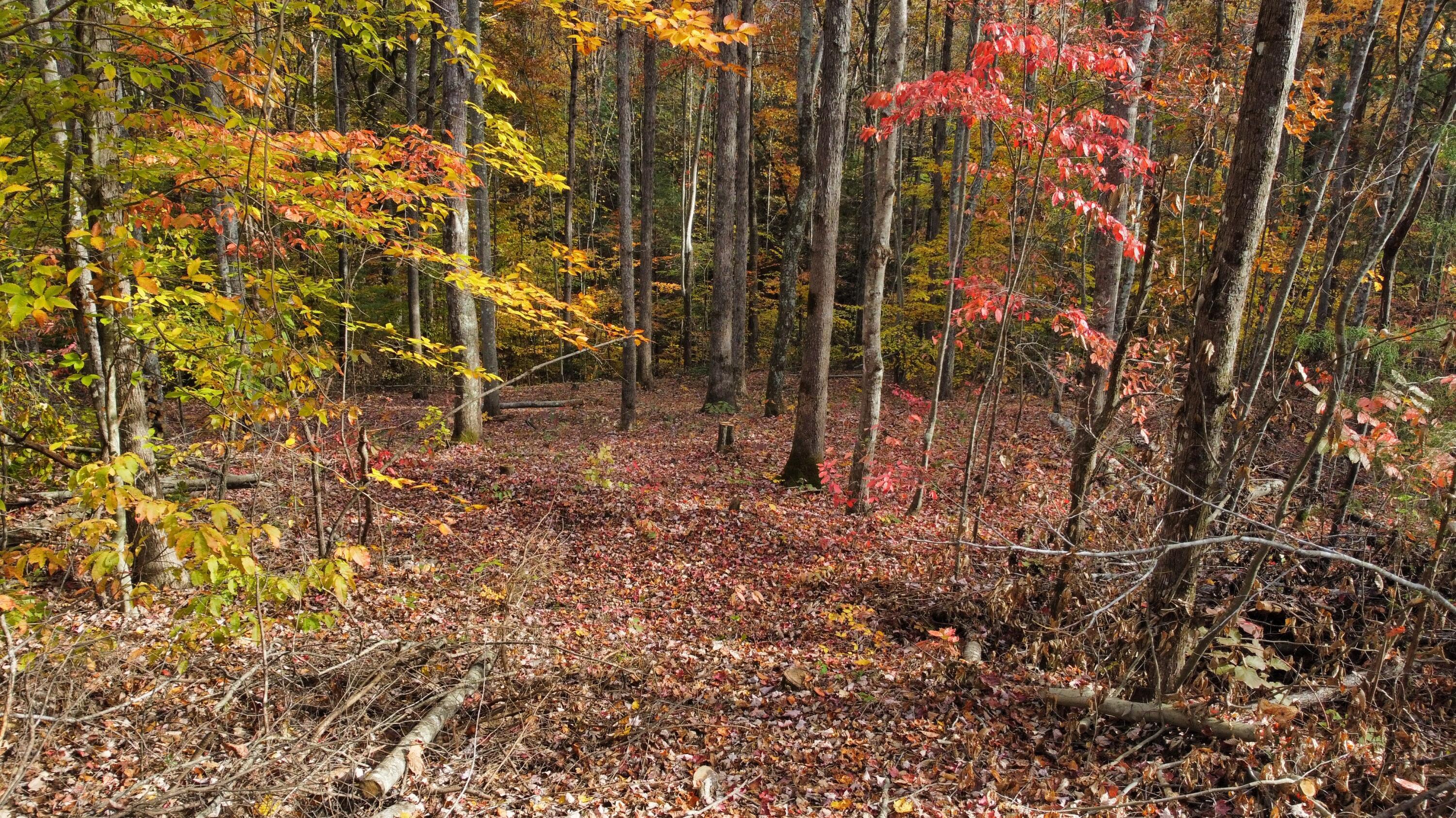 Image 2: dji_fly_20241028_152012_433_173014400374