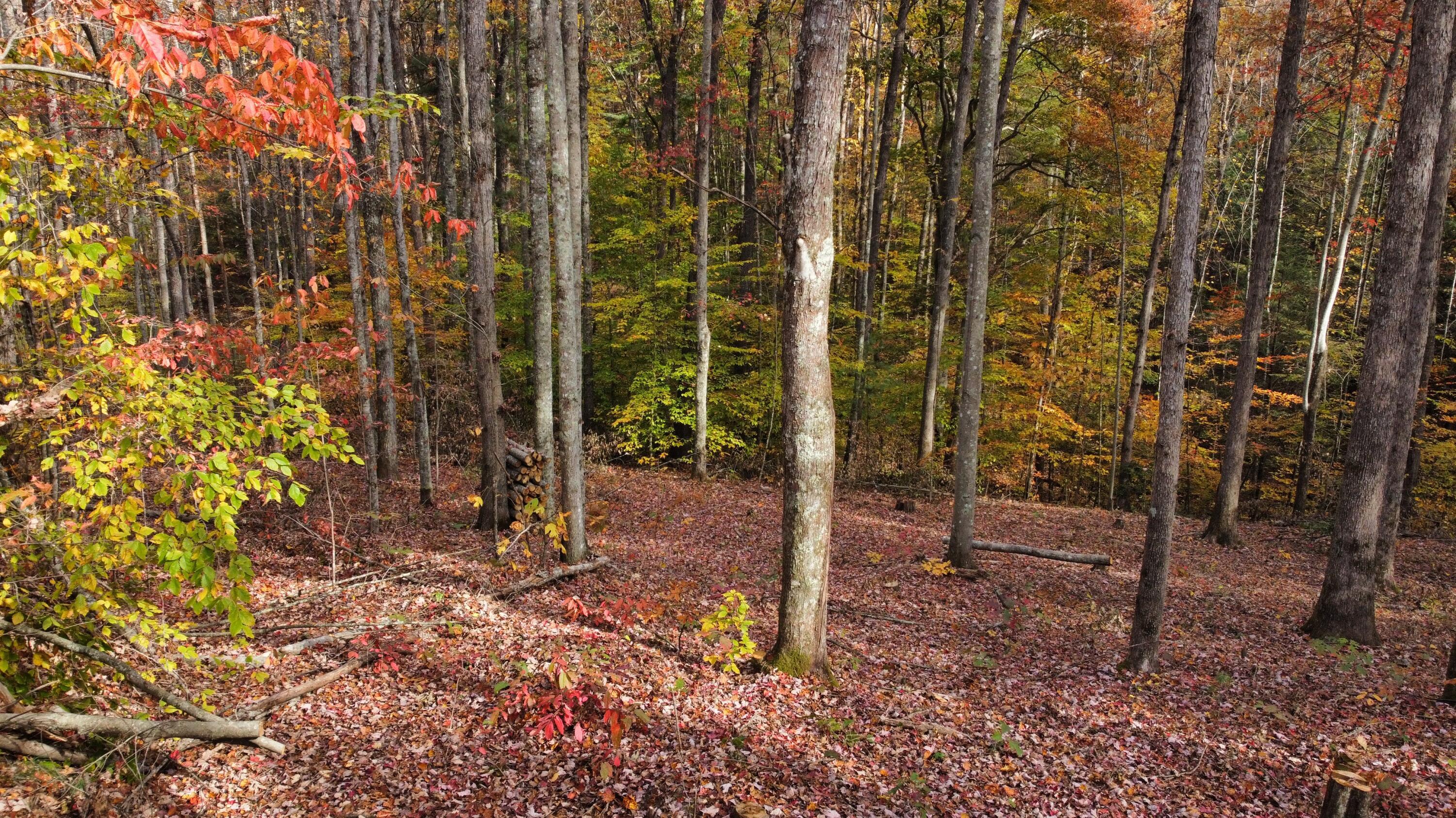 Image 3: dji_fly_20241028_152026_434_173014400684