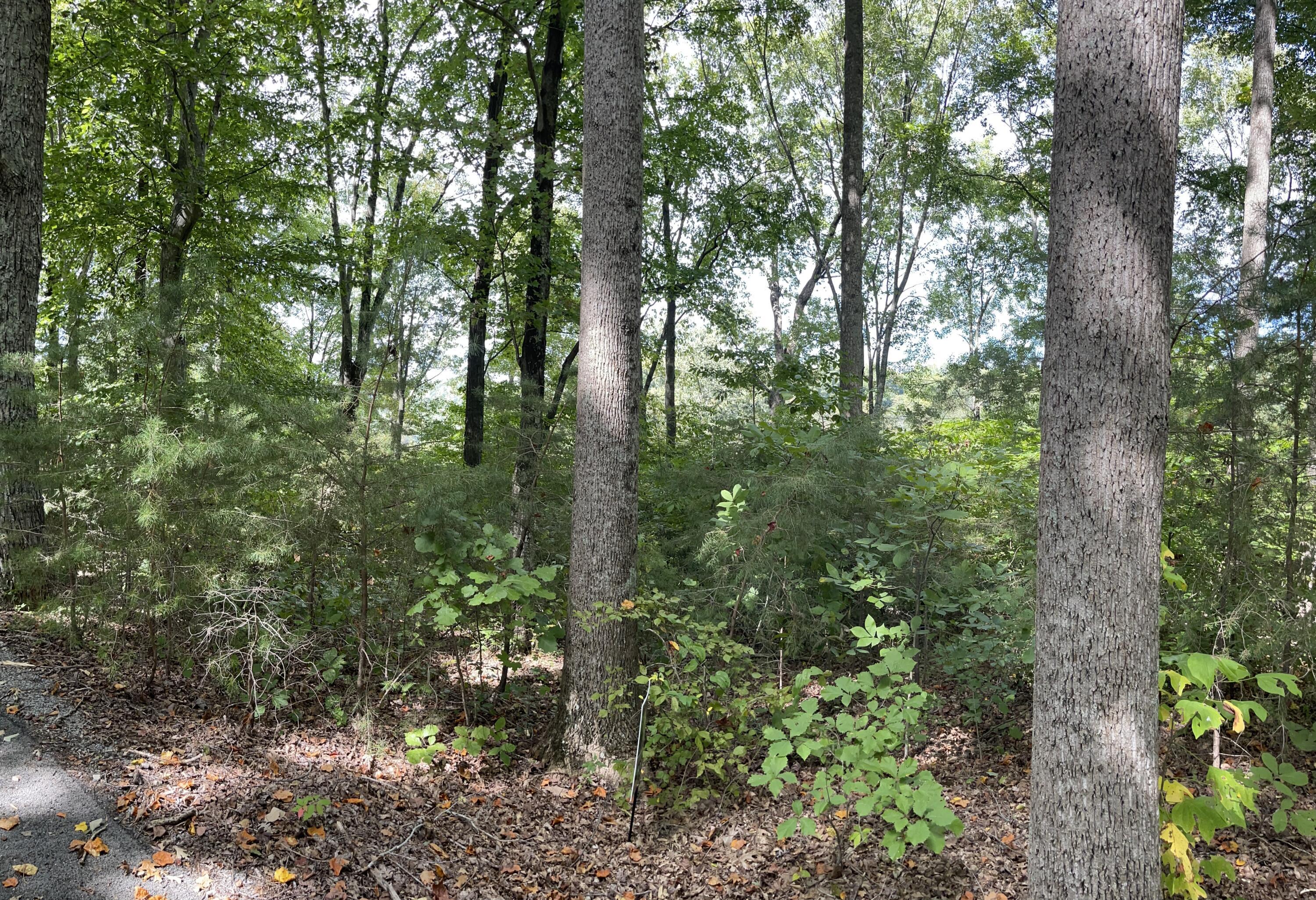 Image 4: IMG_0996