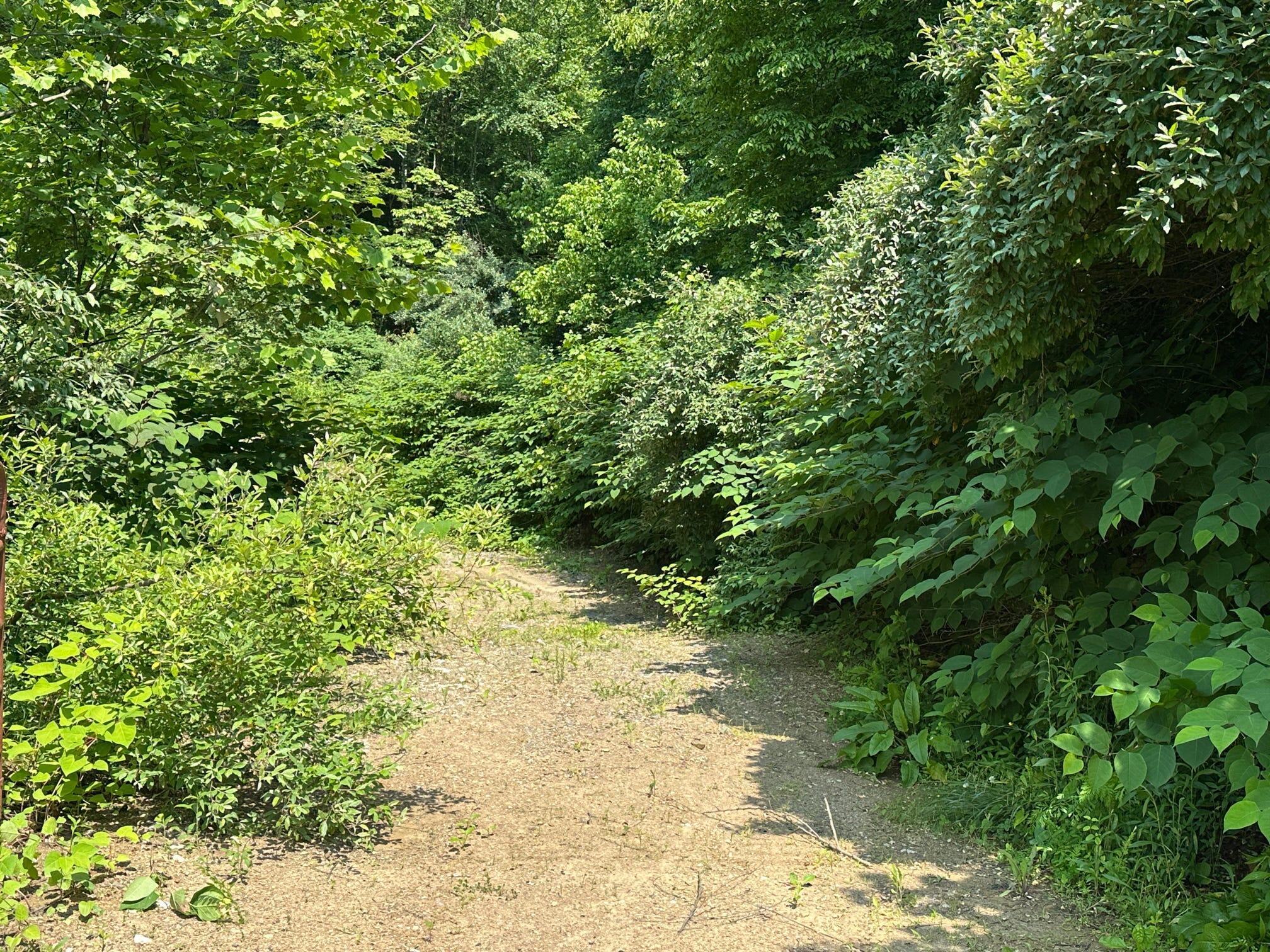 Image 2: Trail