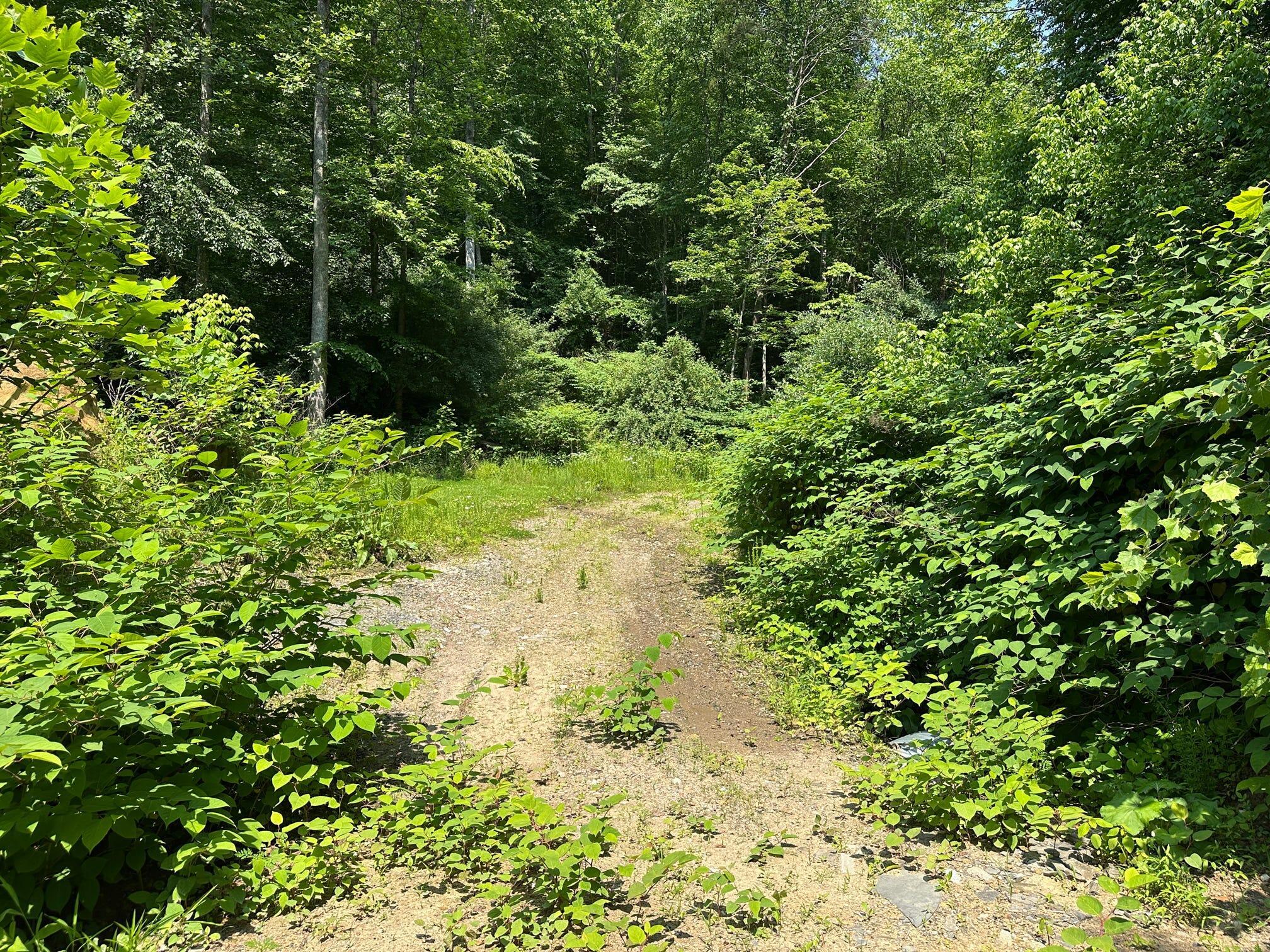 Image 3: Trail