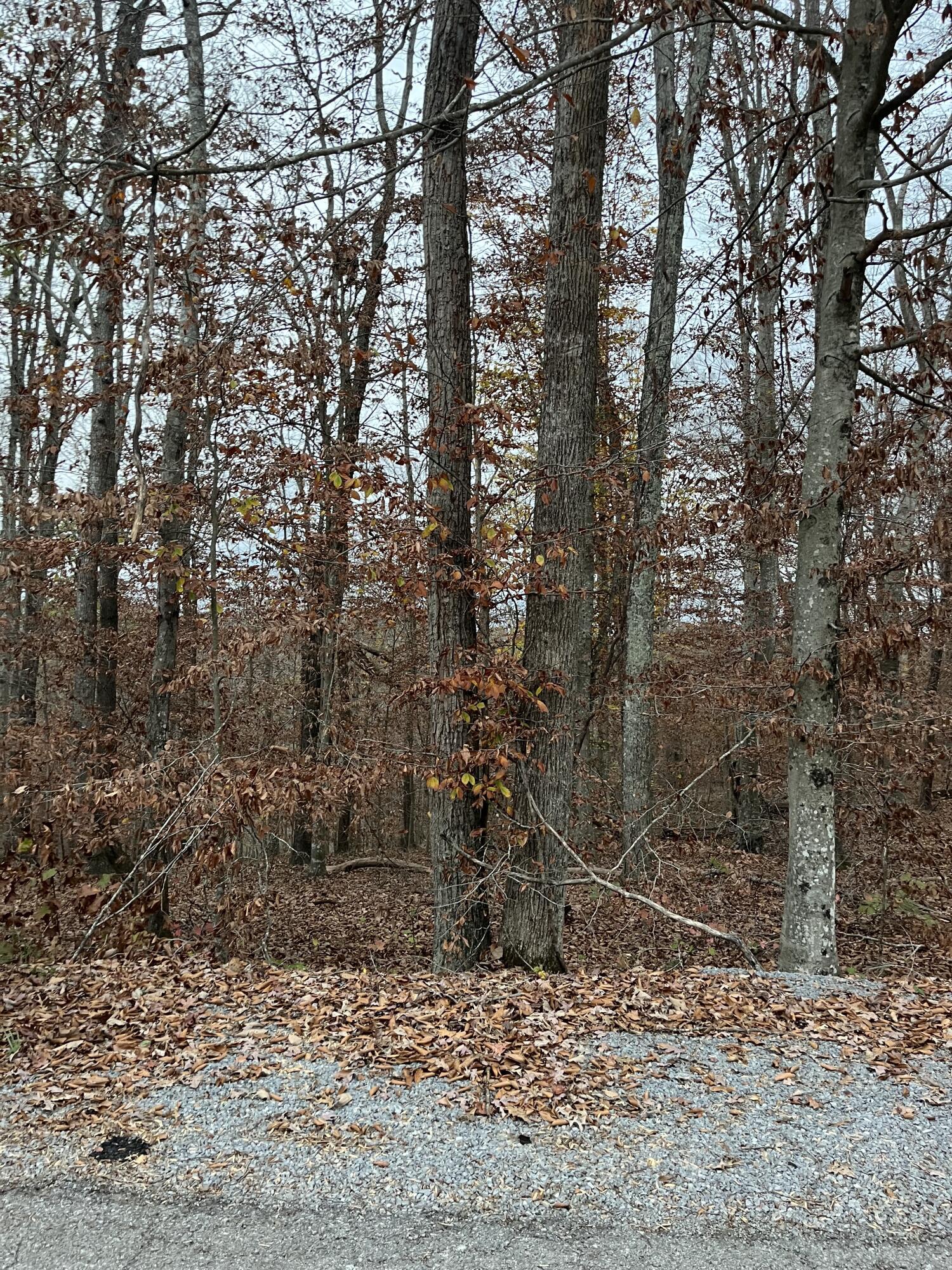 Image 2: IMG_7239 copy