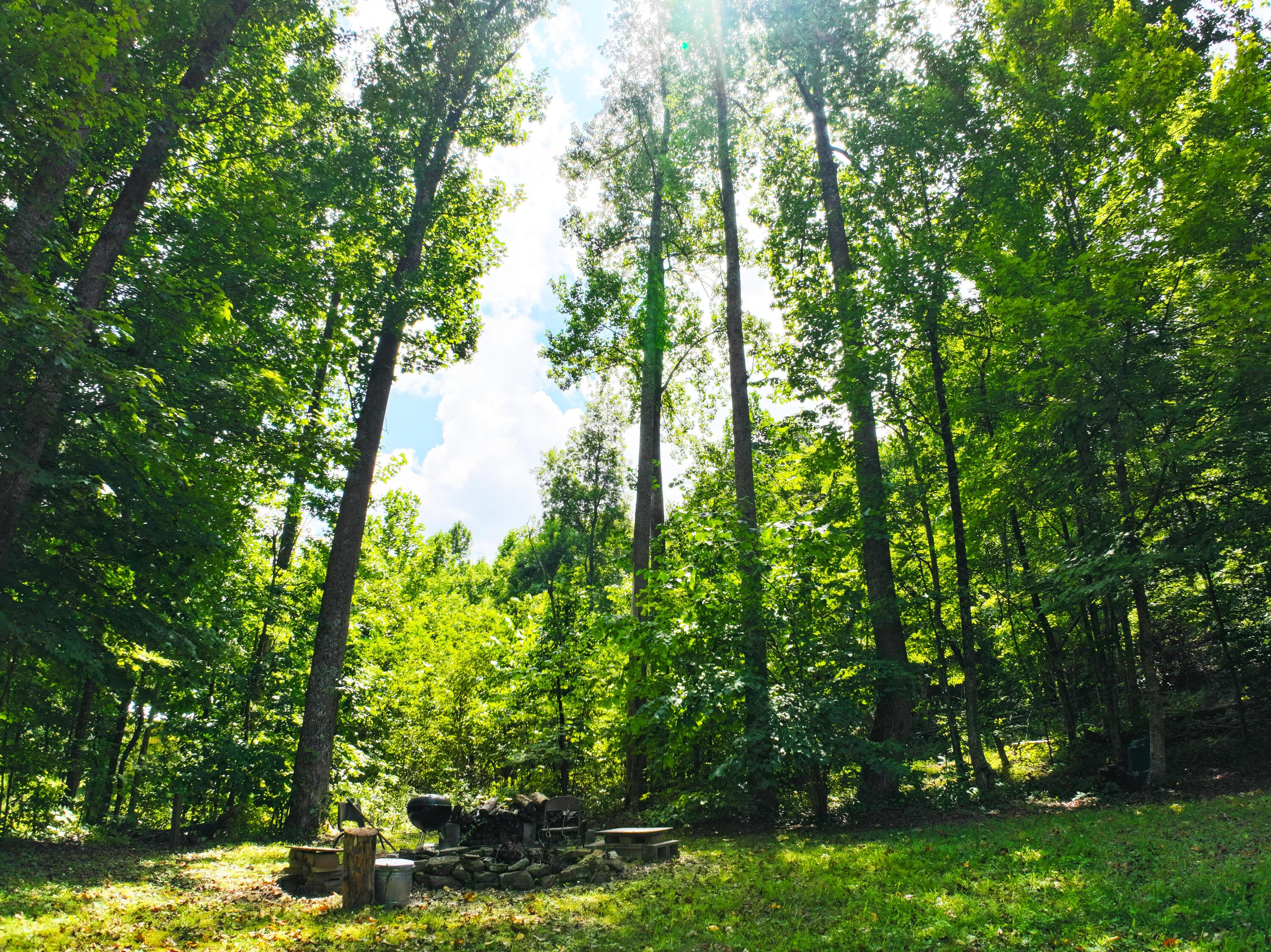 Image 4: Towering shade!