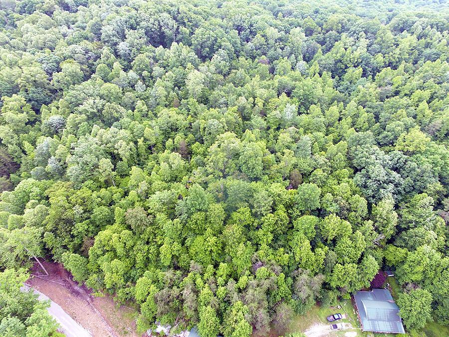 Image 4: DJI_003505