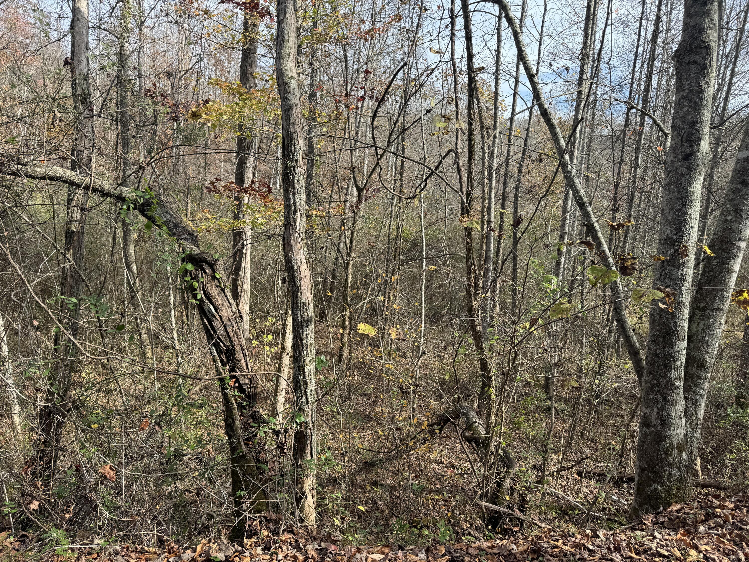 Image 3: IMG_4562