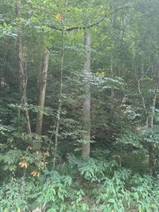 9999 May Fork Road