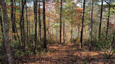 Lot #46 The Reserve At Cliffview