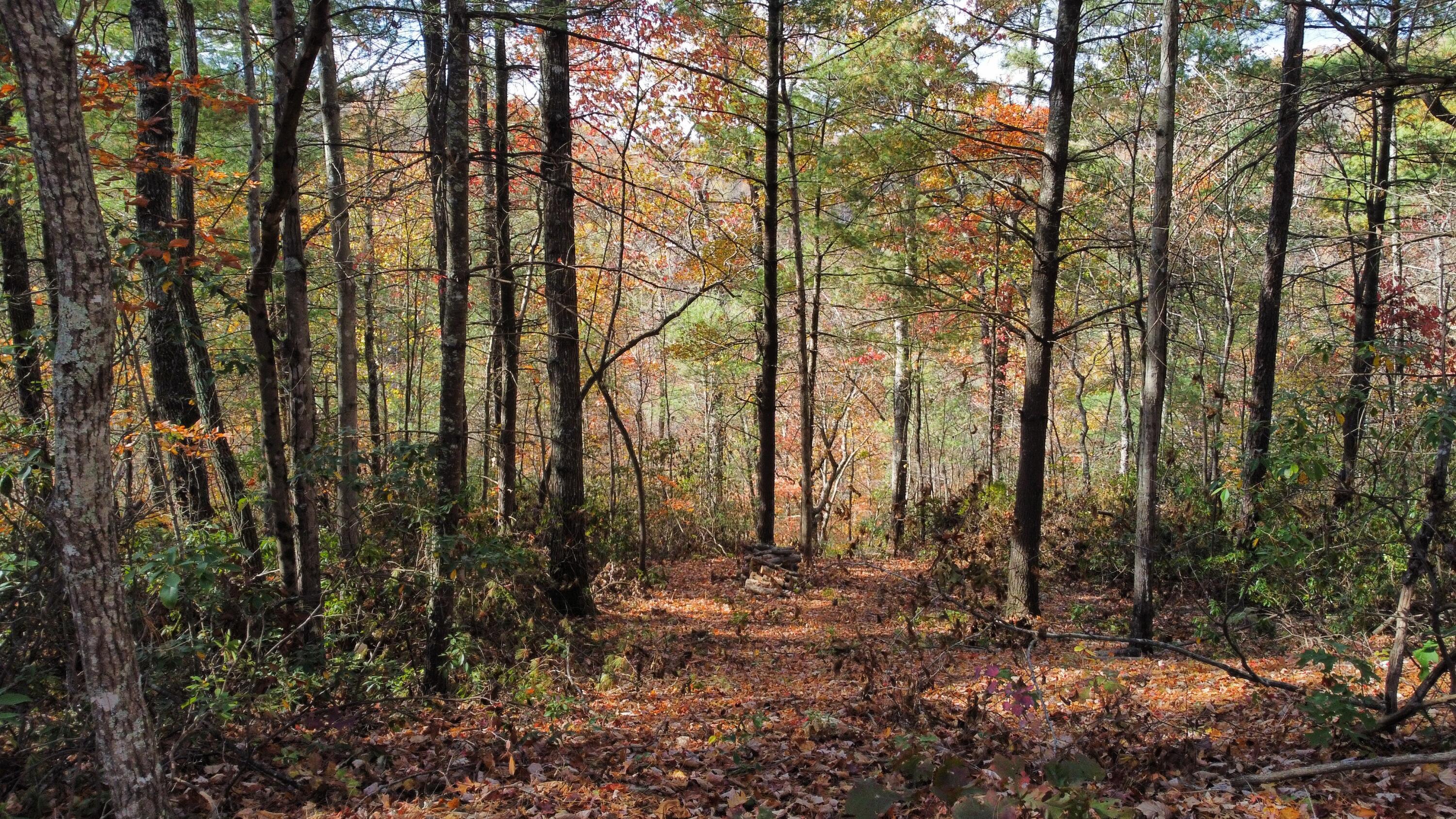 Image 1: dji_fly_20241030_142624_514_173031335485