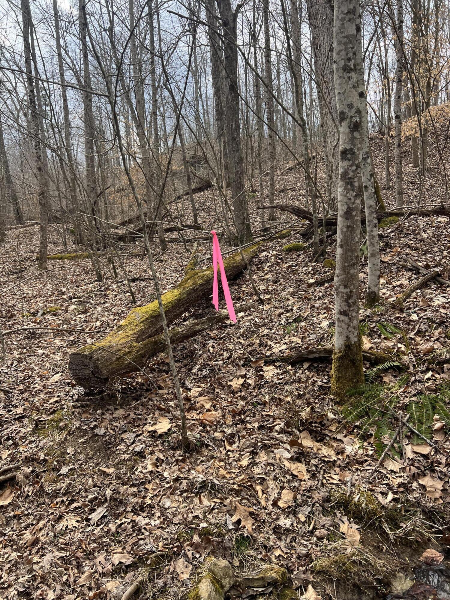 Image 4: 748F0887-48DD-4F2D-9EEF-027668038CD3