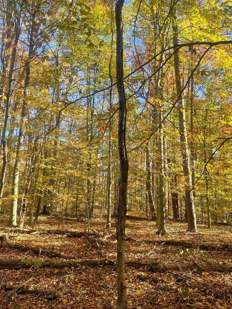 Image 2: thumbnail (17)