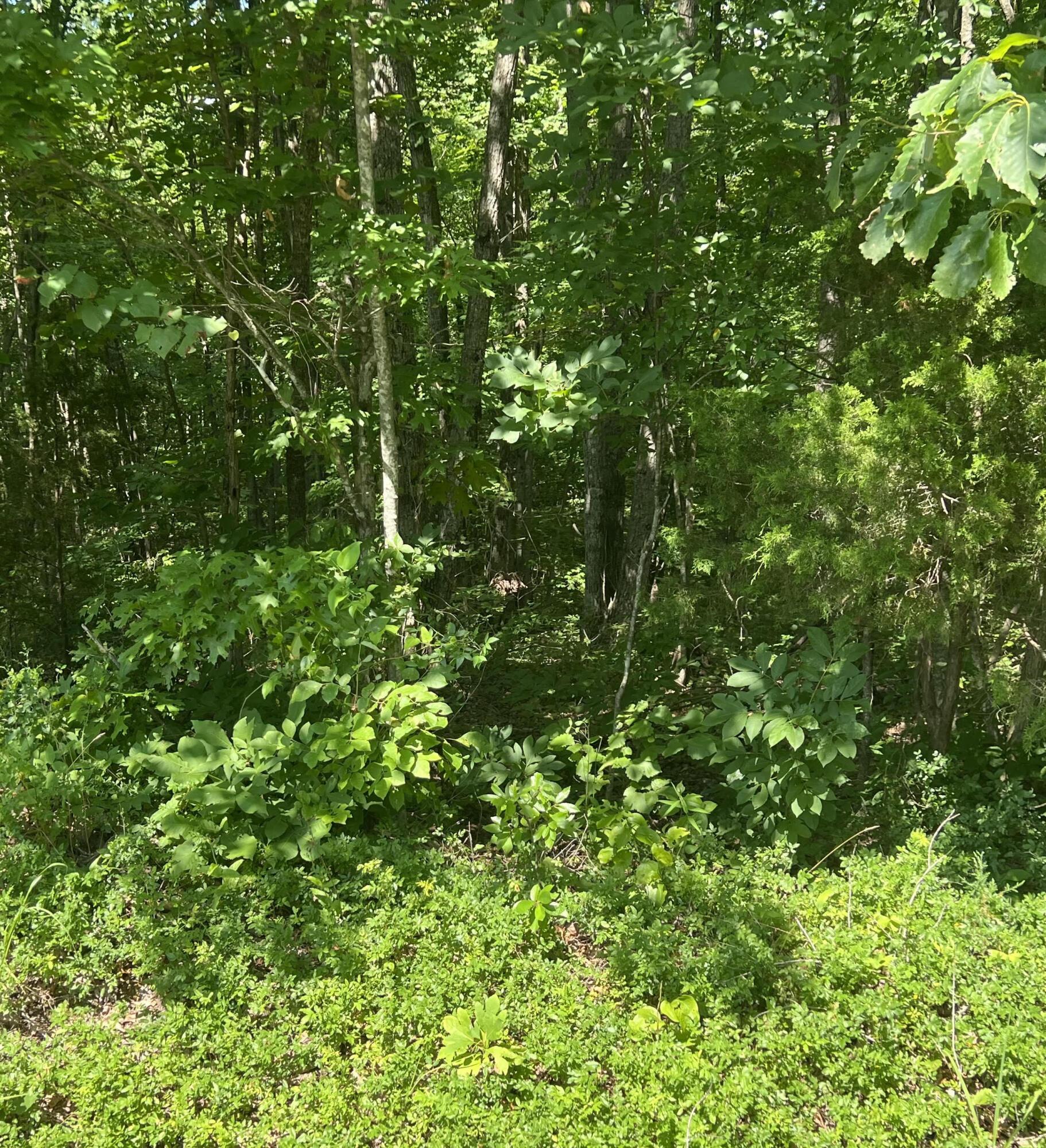 Image 1: unnamed