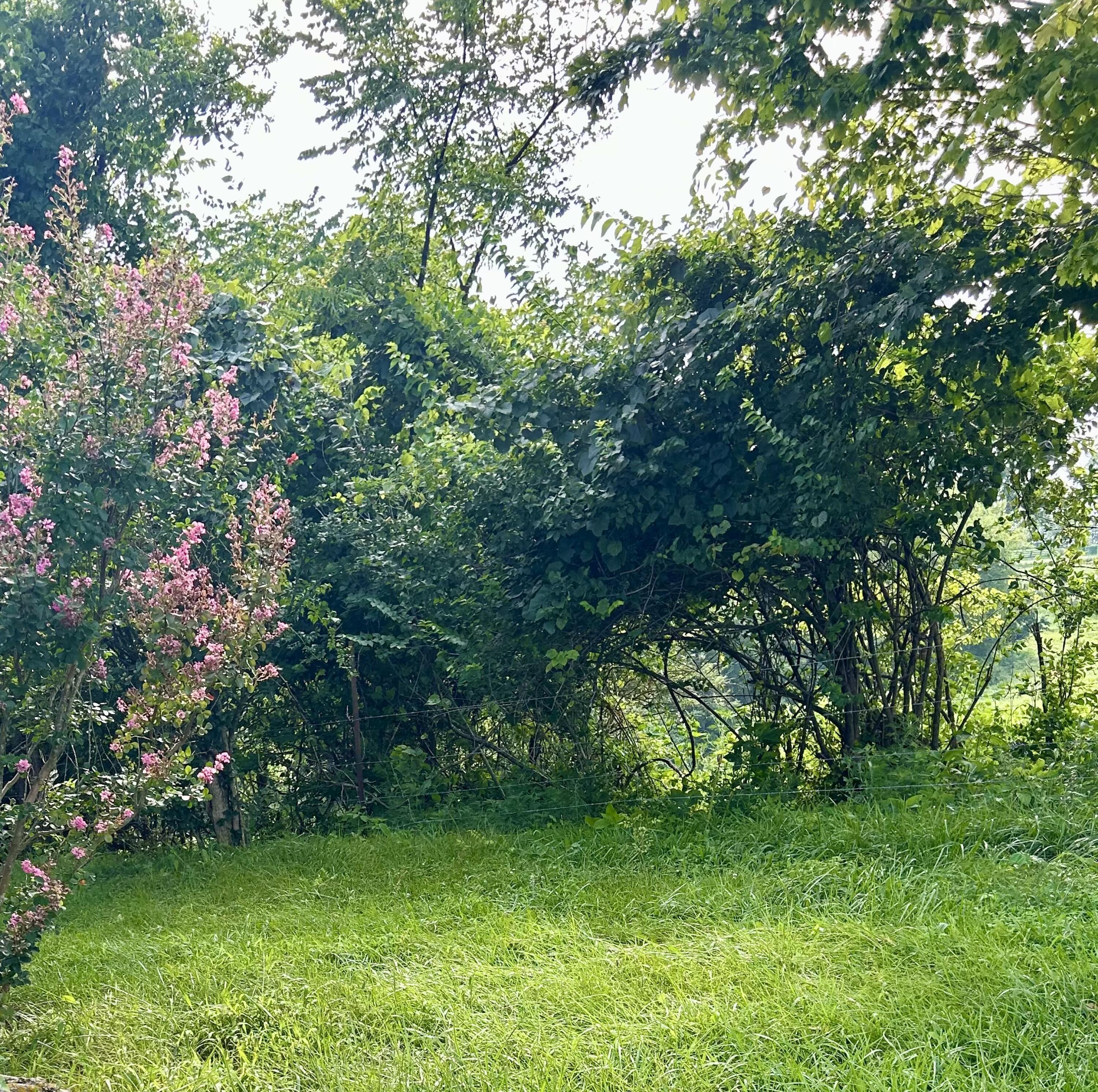 Image 4: Yard