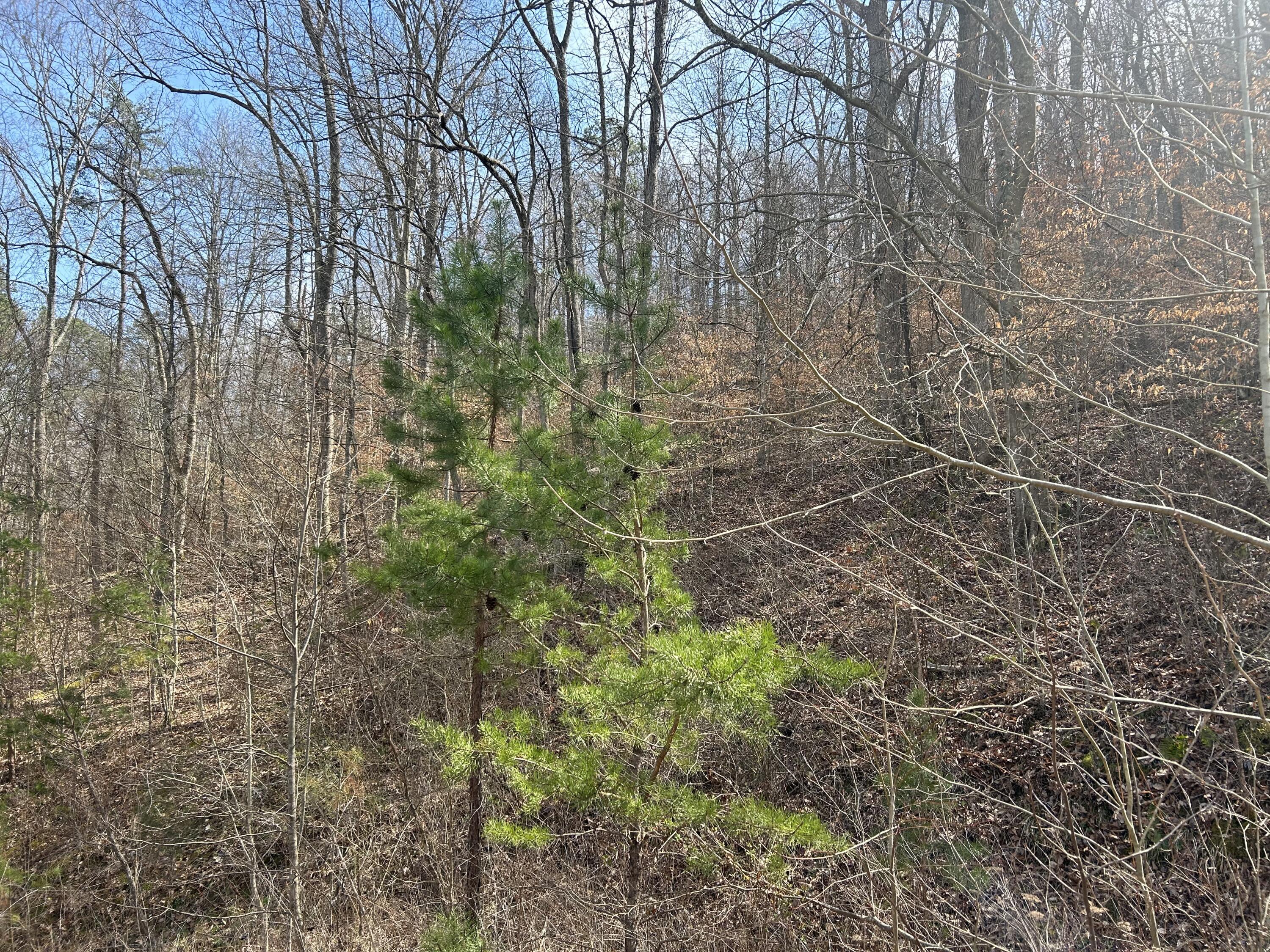 Image 2: IMG_1189