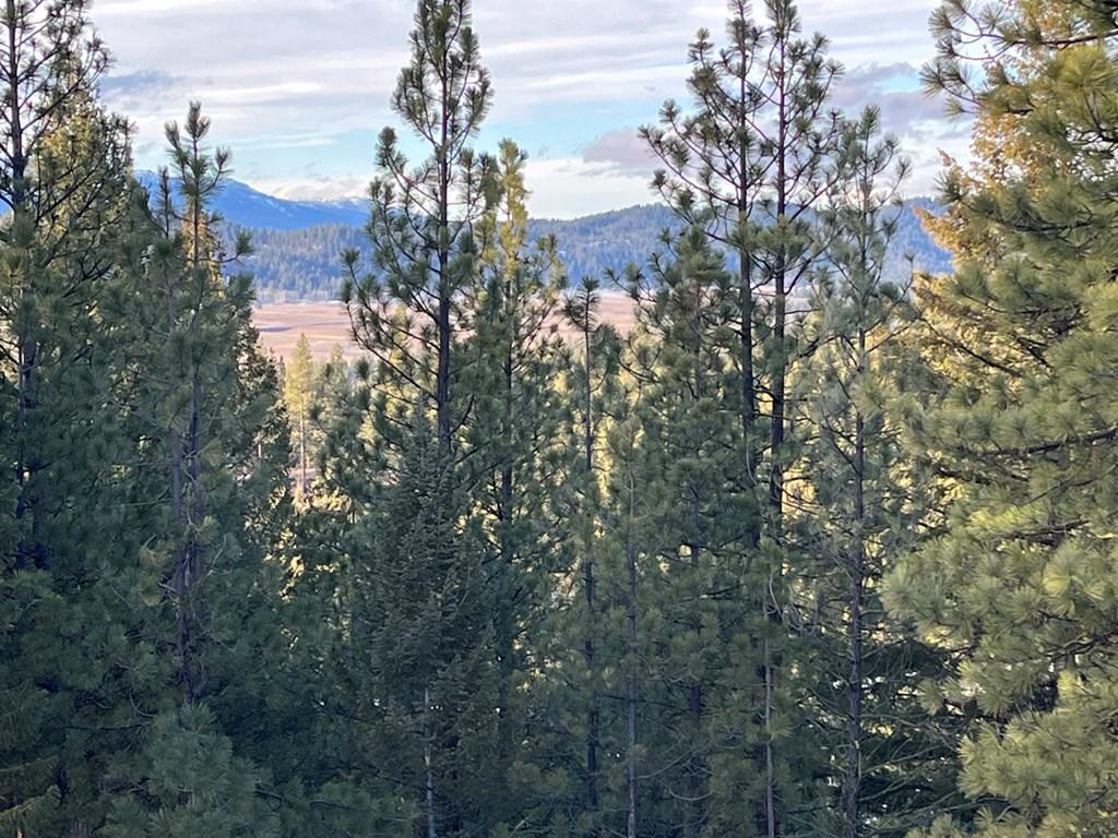 Image 4: Mature Trees with Mountain Beyond