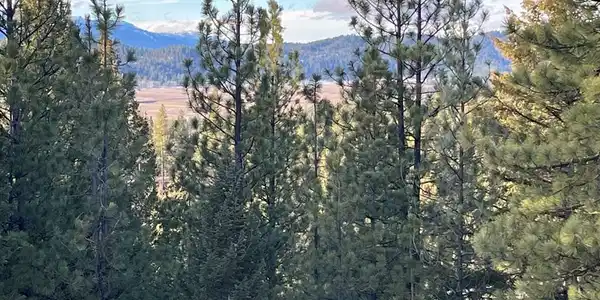 Image 4: Mature Trees with Mountain Beyond