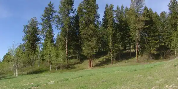 21 Rehn Loop