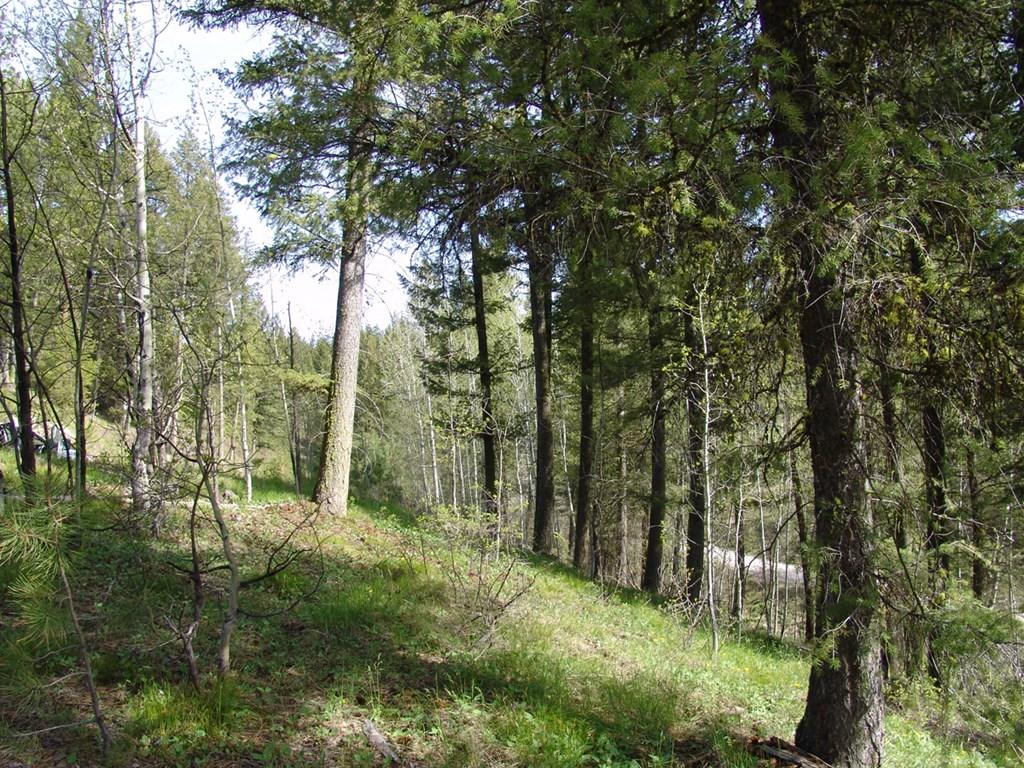 Image 2: Beautiful Aspen Grove