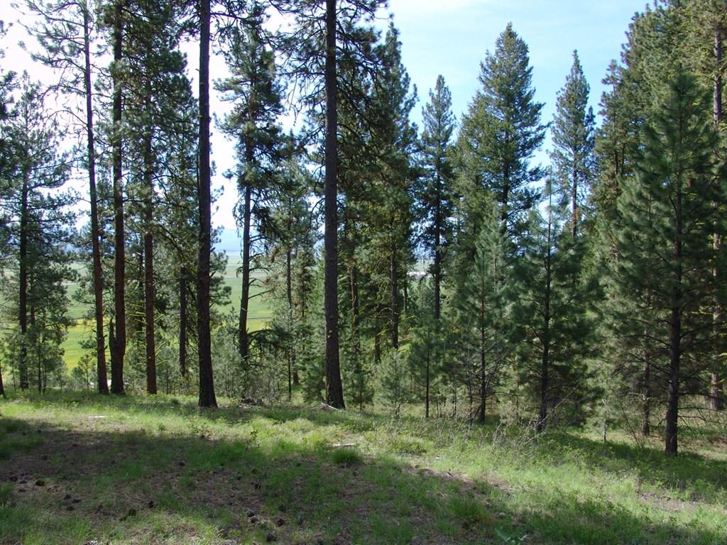 Image 3: Filtered View of Long Valley & East Mountain