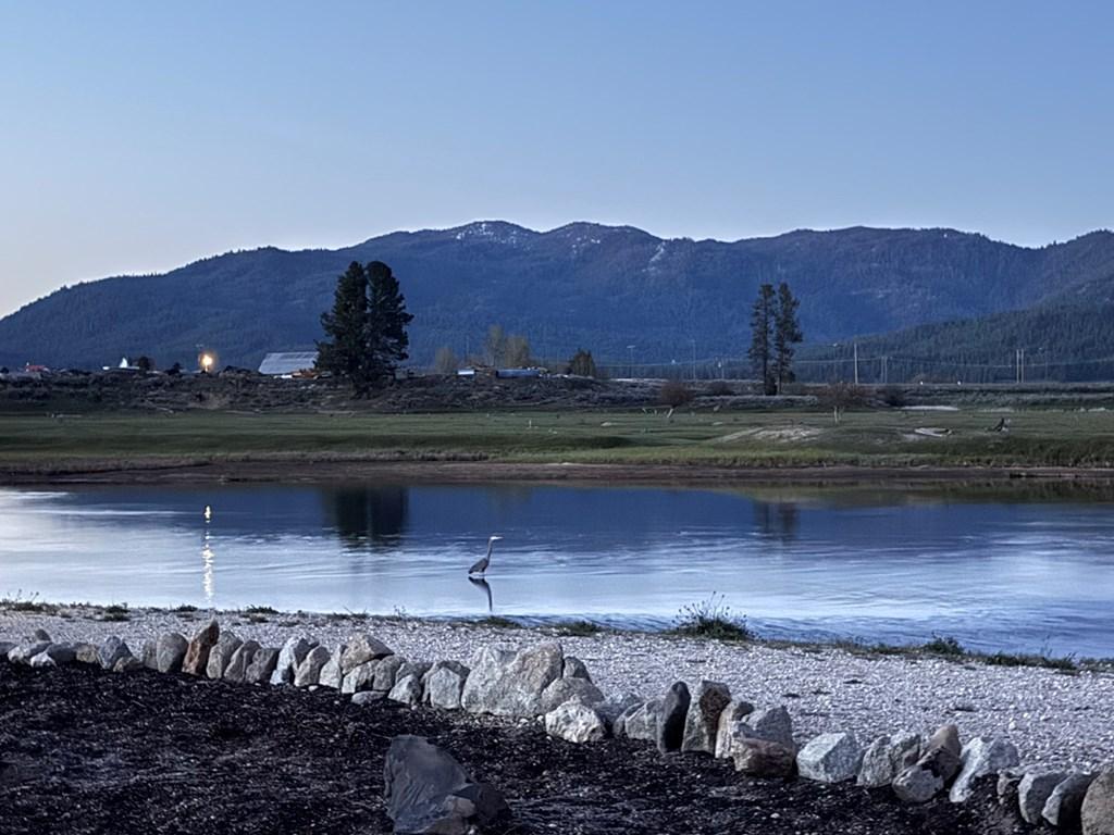 Image 4: Watch The Blue Heron Fish