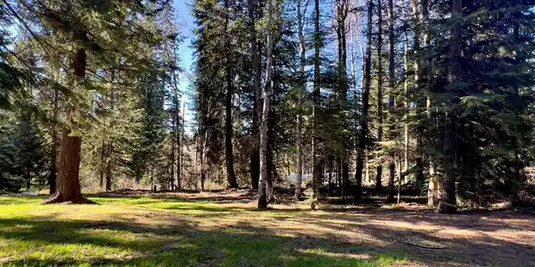 Image 2: Gorgeous Mature Aspens