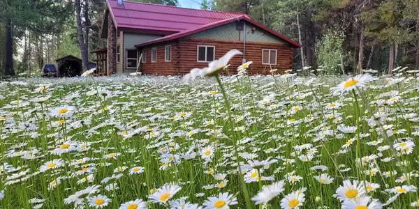 Image 3: Wildflowers