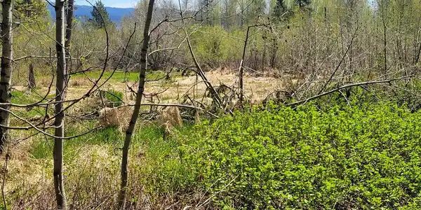 1602 Bear Trail Loop