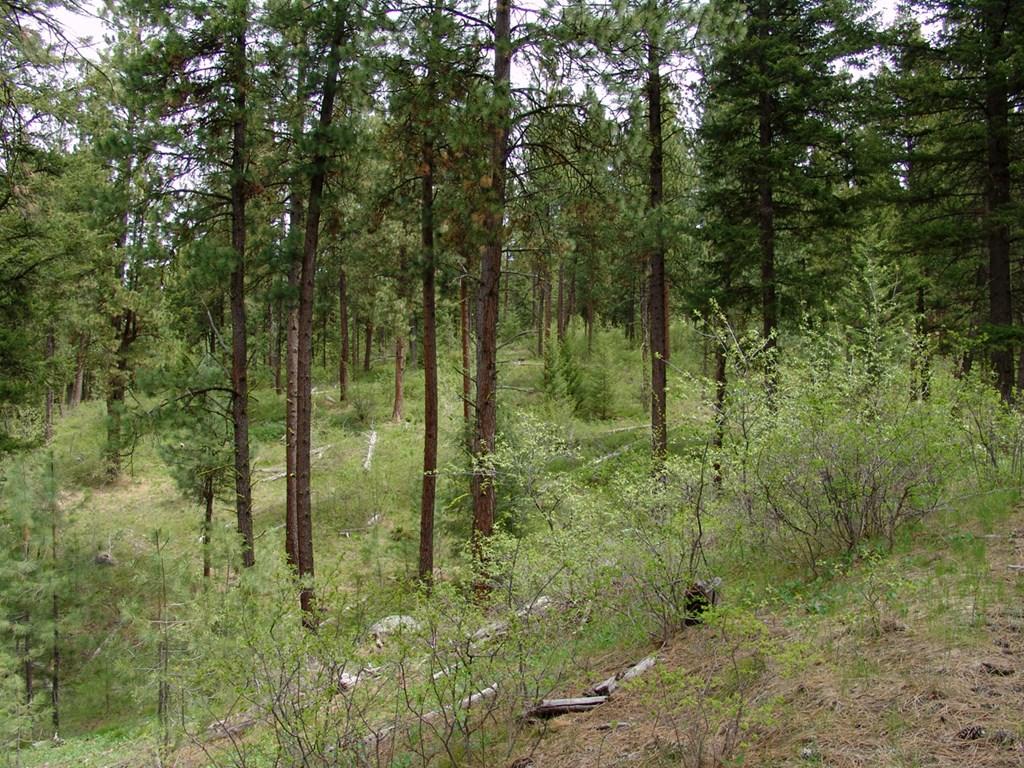 Image 3: Beautiful Timber & Natural Foliage