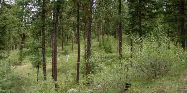 Image 3: Beautiful Timber & Natural Foliage