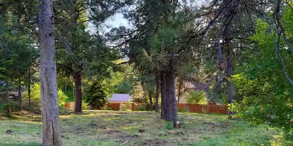 Image 2: Mature Trees