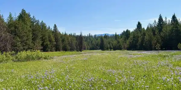 TBD Sawtooth Loop