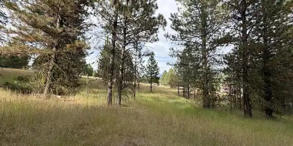Image 3: Lightly Treed