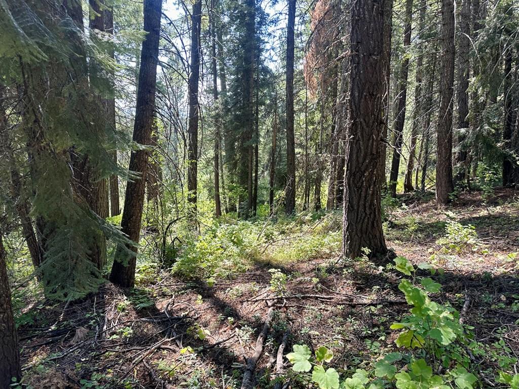 Image 2: Close to Tamarack Resort