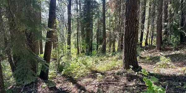Image 2: Close to Tamarack Resort