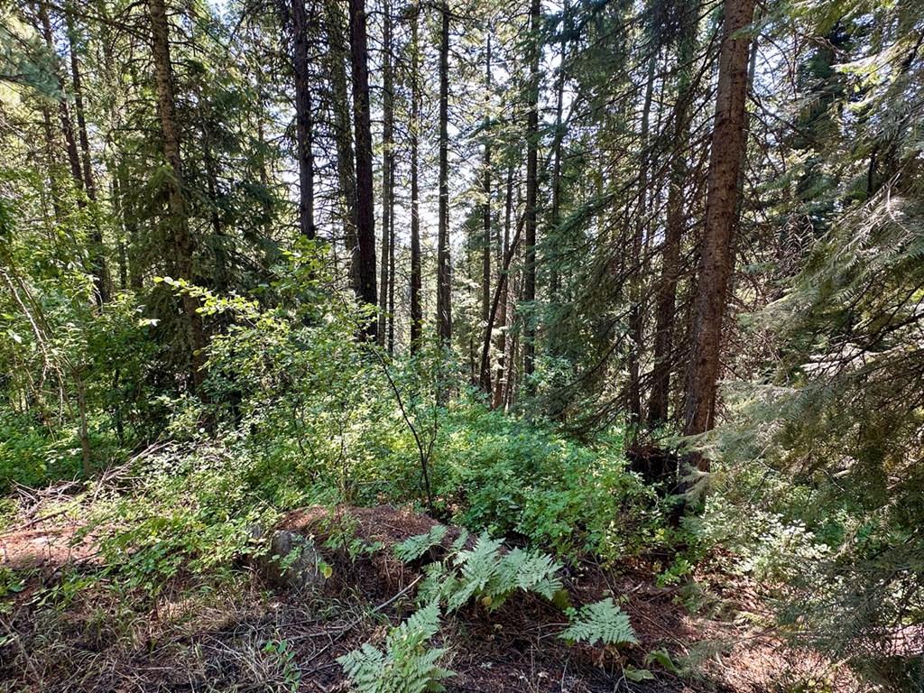 Image 4: Towering Mature Trees
