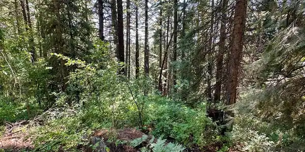 Image 4: Towering Mature Trees