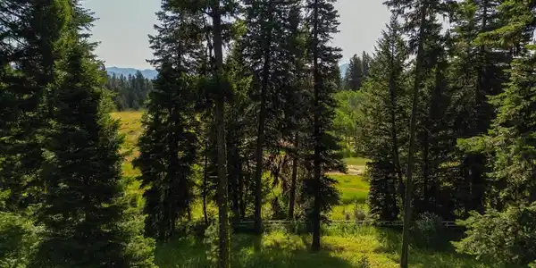 4625 Williams Creek Loop