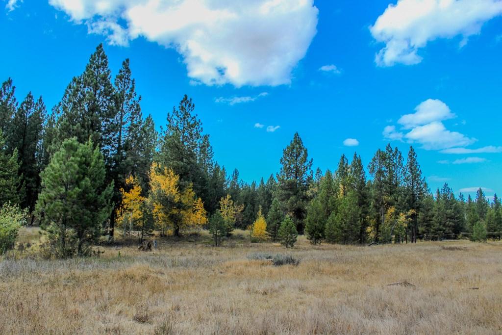 Image 3: Variety of Trees
