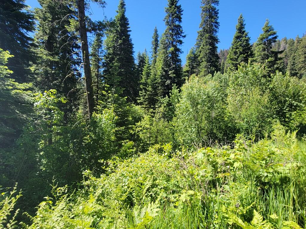 Image 4: Wooded