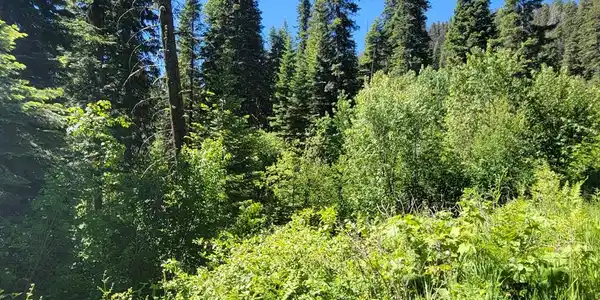 Image 4: Wooded