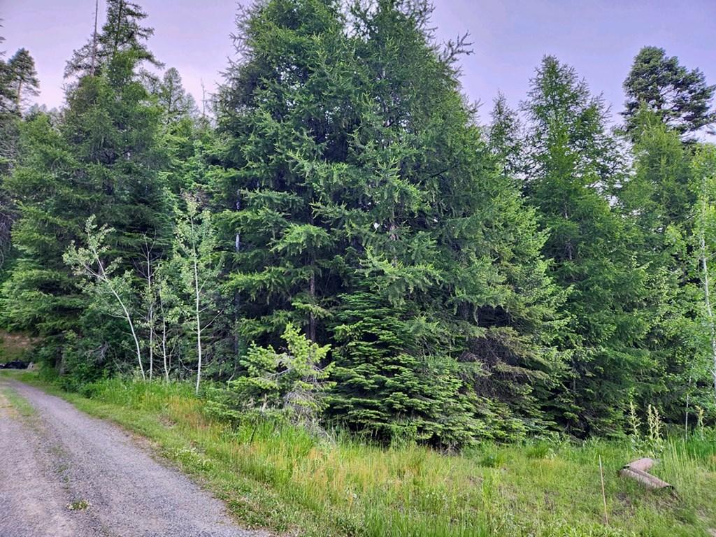 Image 3: Variety of Timber Pines & Aspens