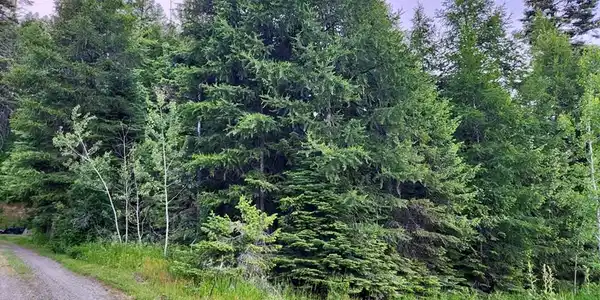 Image 3: Variety of Timber Pines & Aspens