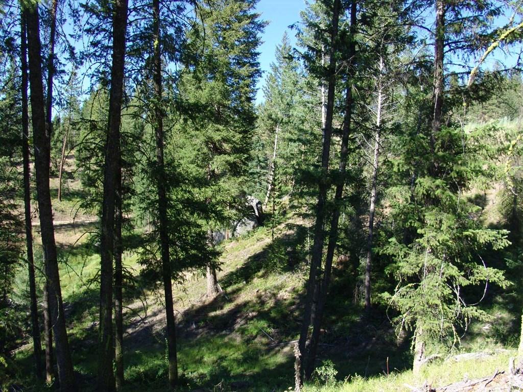 Image 4: Nicely Wooded