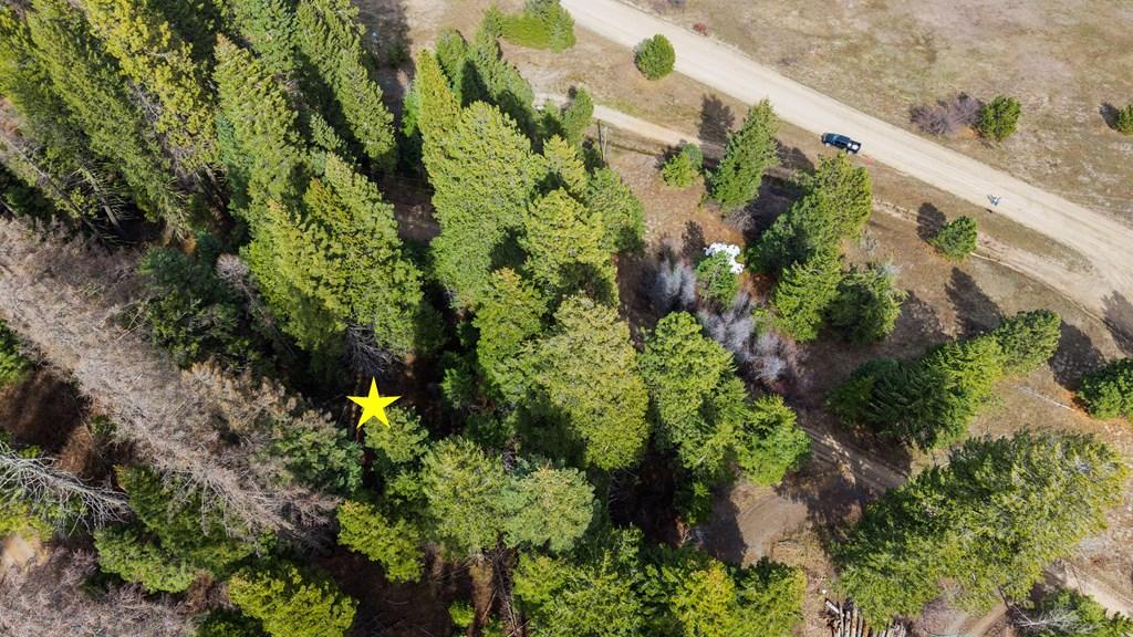 Image 4: Lots of Mature Trees