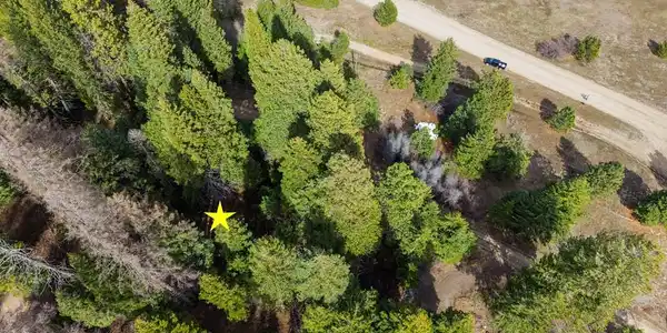 Image 4: Lots of Mature Trees