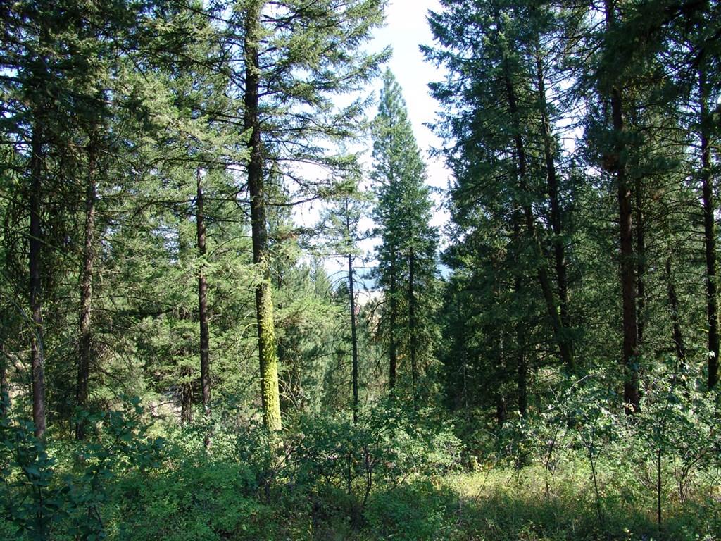 Image 3: Nicely Wooded